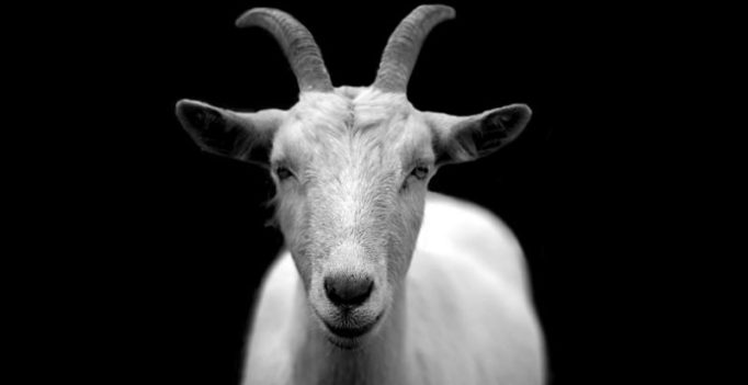 Irish town crowns a goat its king
