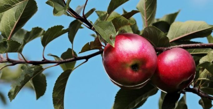 Washing apples with baking soda could help get rid of pesticide residues: Study