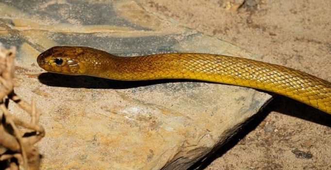 Lethal bite: Teen snake catcher attacked by pet taipan