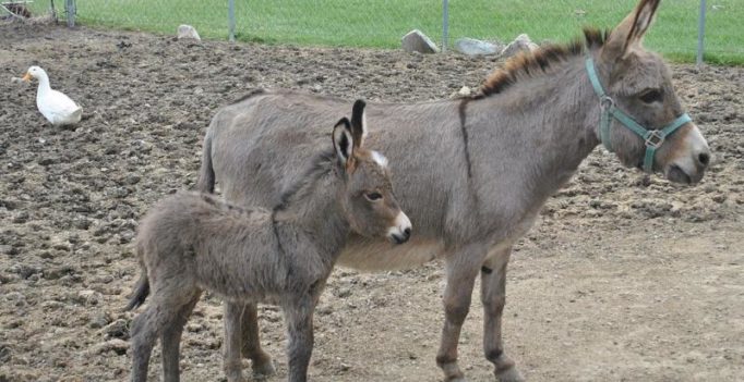 Donkeys named after Ram Rahim, Honeypreet sold for Rs 11,000 at Ujjain fair