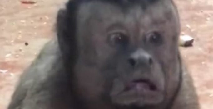 Video: Monkey with human-like face takes Chinese social media by storm