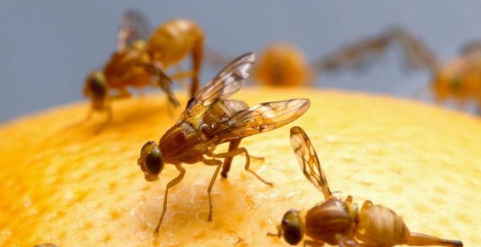 Scientists discover flies enjoy sex and resort to alcohol if they don’t get it