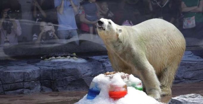 Singapore’s Inuka, first polar bear born in tropics, dies at 27 in zoo