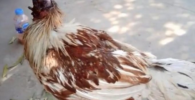 Chicken survives without head for a week after being decapitated