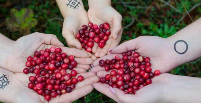 Cranberry reduces risk of urinary tract infection recurrence in women: Study