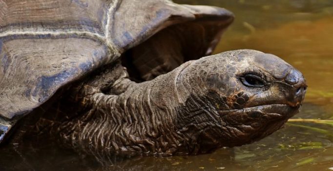 At 186, world’s oldest tortoise is still having sex daily