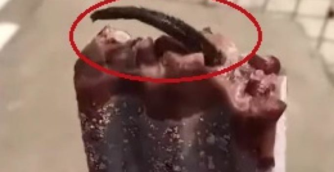 Video: Chinese woman shocked to find dead rat’s tail sticking out of ice cream