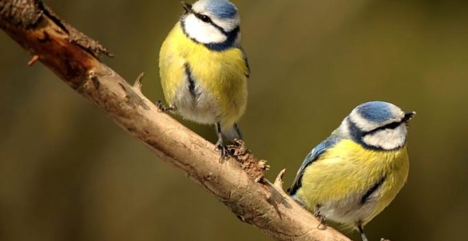 Church shuts its doors after pair of blue tits discovered nesting in vicar’s lectern