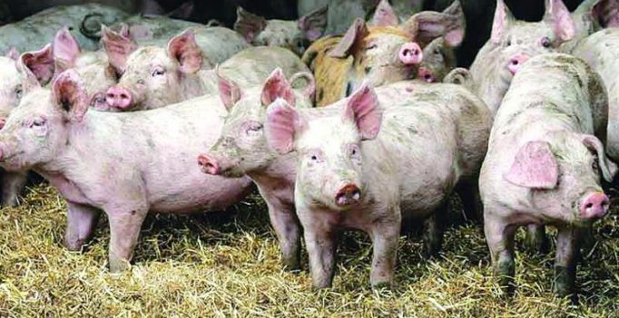 African Swine Fever outbreak reported in South Africa; does not spread to humans