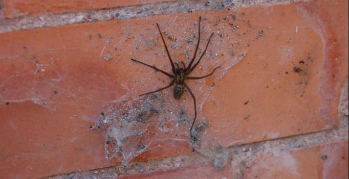 Woman orders food so that delivery guy could help her get rid of a spider
