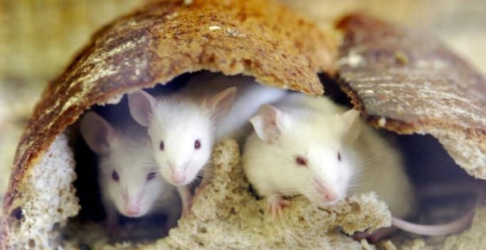 Study finds mice vying for females have ‘thicker’ penises