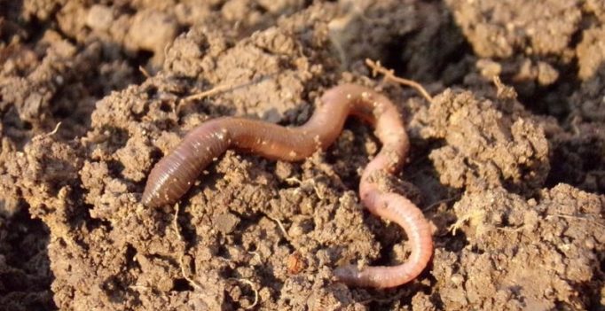 42,000-year-old worms frozen in Siberia brought back to life