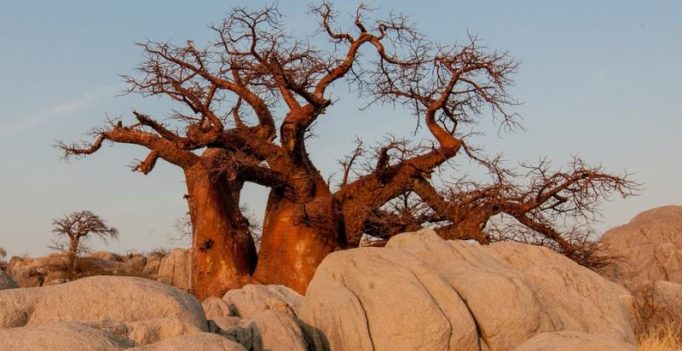 Africa’s iconic baobab trees dying off at alarming rate
