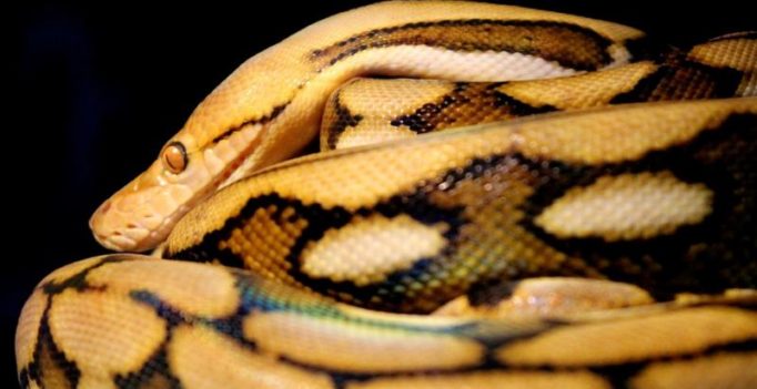 Woman tries to smuggle python inside hard drive in luggage onto flight