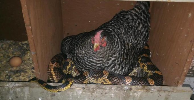 Hen sits on thieving snake, leaves both owner, serpent baffled