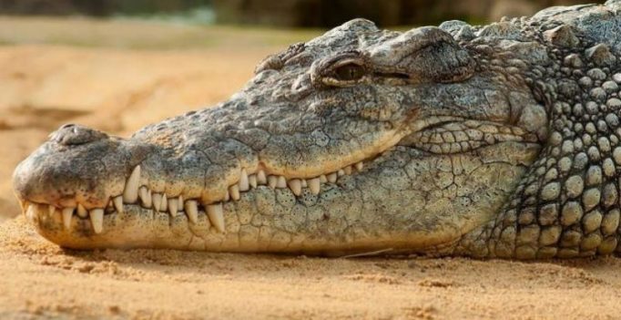 Chinese woman finds dead crocodile in package supposed to contain supplements
