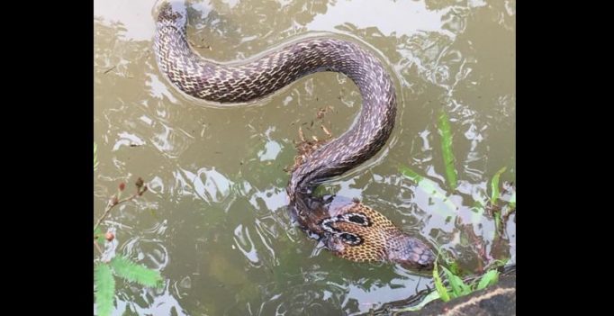 Flood-hit Kerala issues ‘snake alert’, hospitals stock up on anti-venom