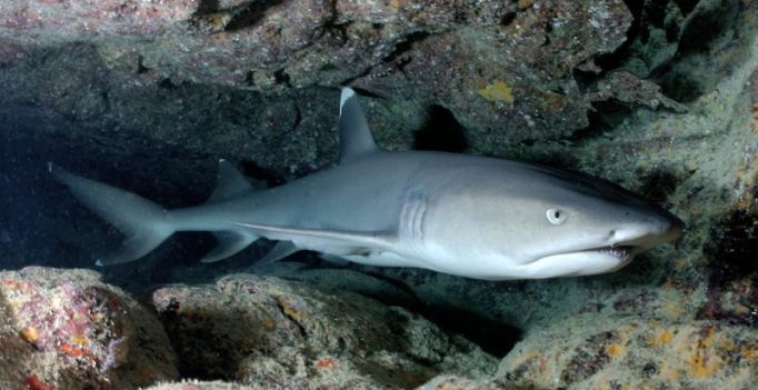 Bizarre: Shark disguised as baby gets stolen from aquarium in pushchair