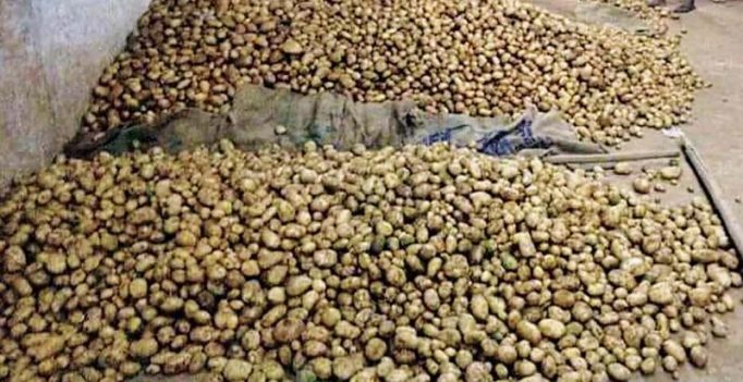 Demand for Ooty potato soars as export to Sri Lanka picks up