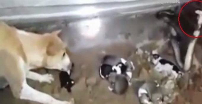 Video: Fierce dog takes on cobra to save her puppies in Odisha