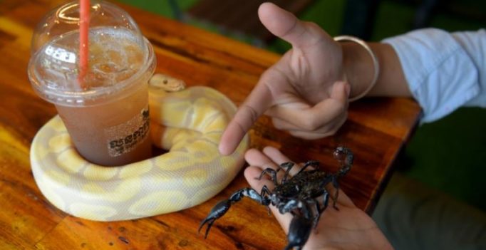 Hang out with pythons while sipping on your latte at this Cambodian cafe