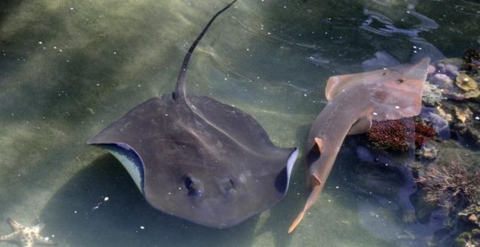 Man left in pain after being jabbed on his penis by a stingray on the beach