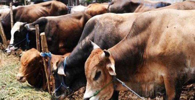 Cow only animal that exhales oxygen, make it ‘rashtra mata’: Uttarakhand minister