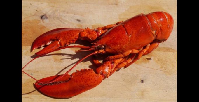PETA envisions roadside memorial for lobsters killed in accident