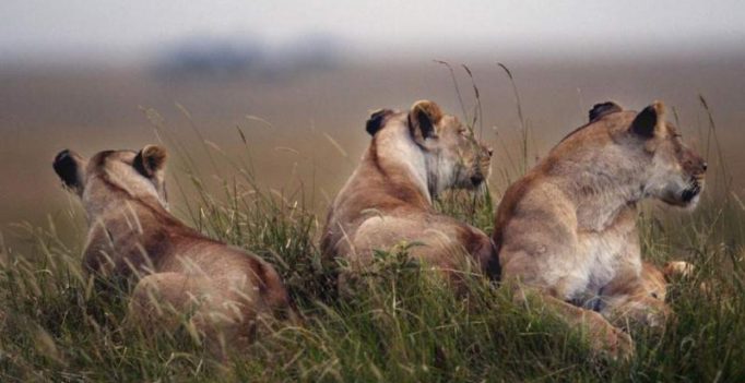 Gang of lionesses turns against male lion as visitors at safari park are shocked