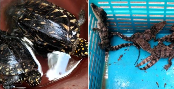 8 baby crocodiles and 2 black pond turtles rescued from Nashik smuggler