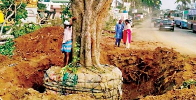 Translocated trees die, BMRCL, BBMP blamed