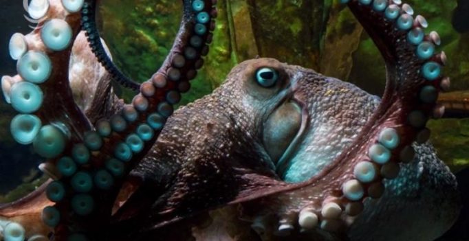 Octavius, lone ‘male’ octopus in aquarium gives birth to thousands of babies