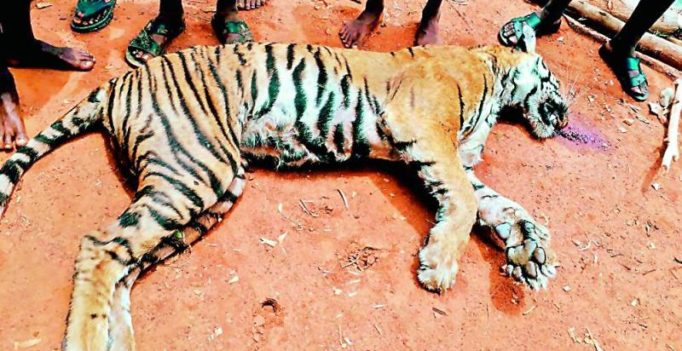 Wildlife activists to move court on tigress shooting