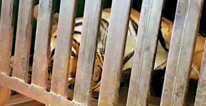 Man-eater tigress Avni, believed to be behind 13 deaths, killed in Maharashtra