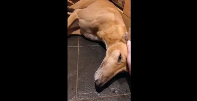 Diwali 2018: Greyhound lies trembling in terror as fireworks explode outside
