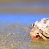 Hermit Crab SEO